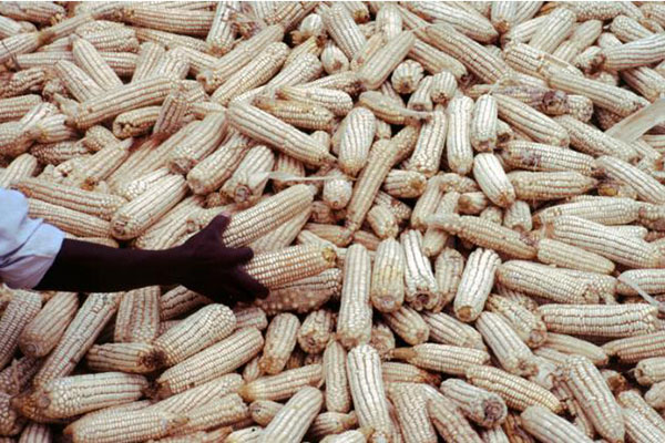 2-tanzania maize